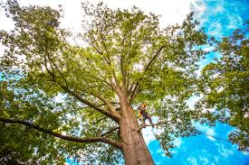 How Our Tree Care Process Works  in  Elyria, OH